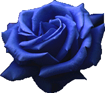 rose-bleue-2.png