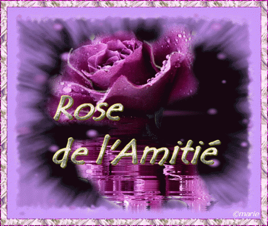 Rose amitie 1